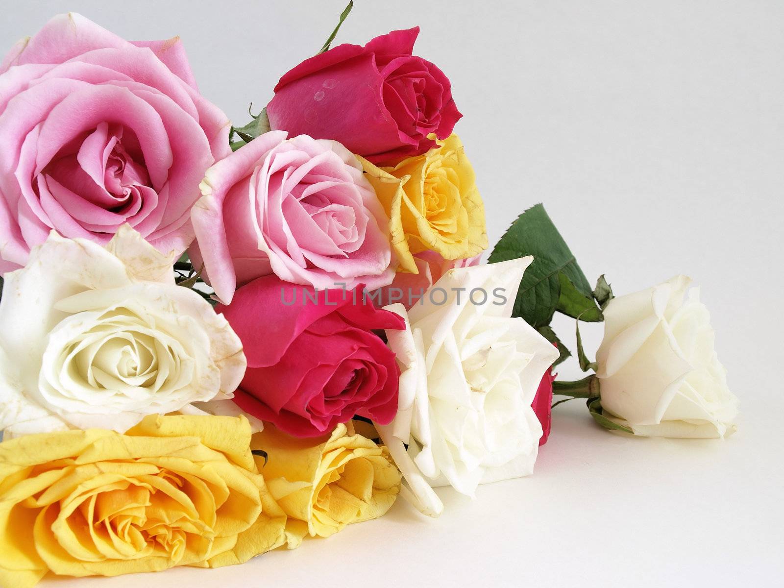 A beautiful bouquet of open roses laying on a white surface.