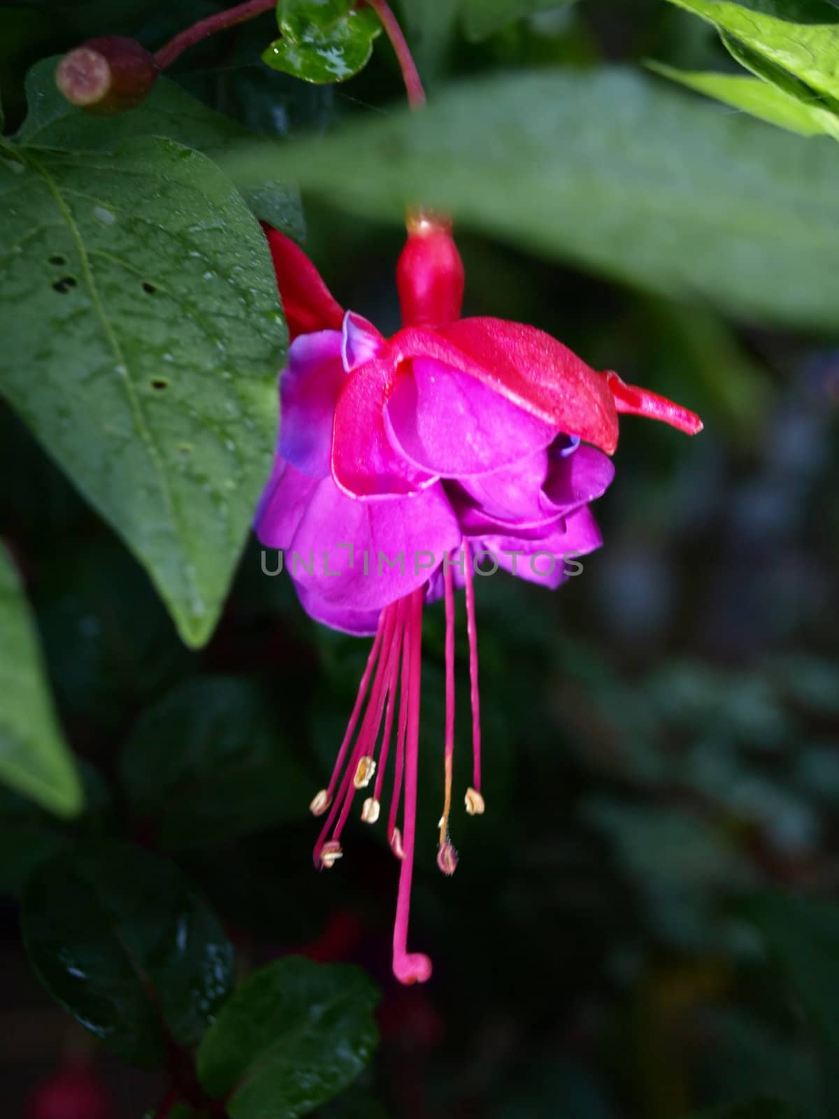 A beautiful pink fuchsia blossom growing outside in a garden.