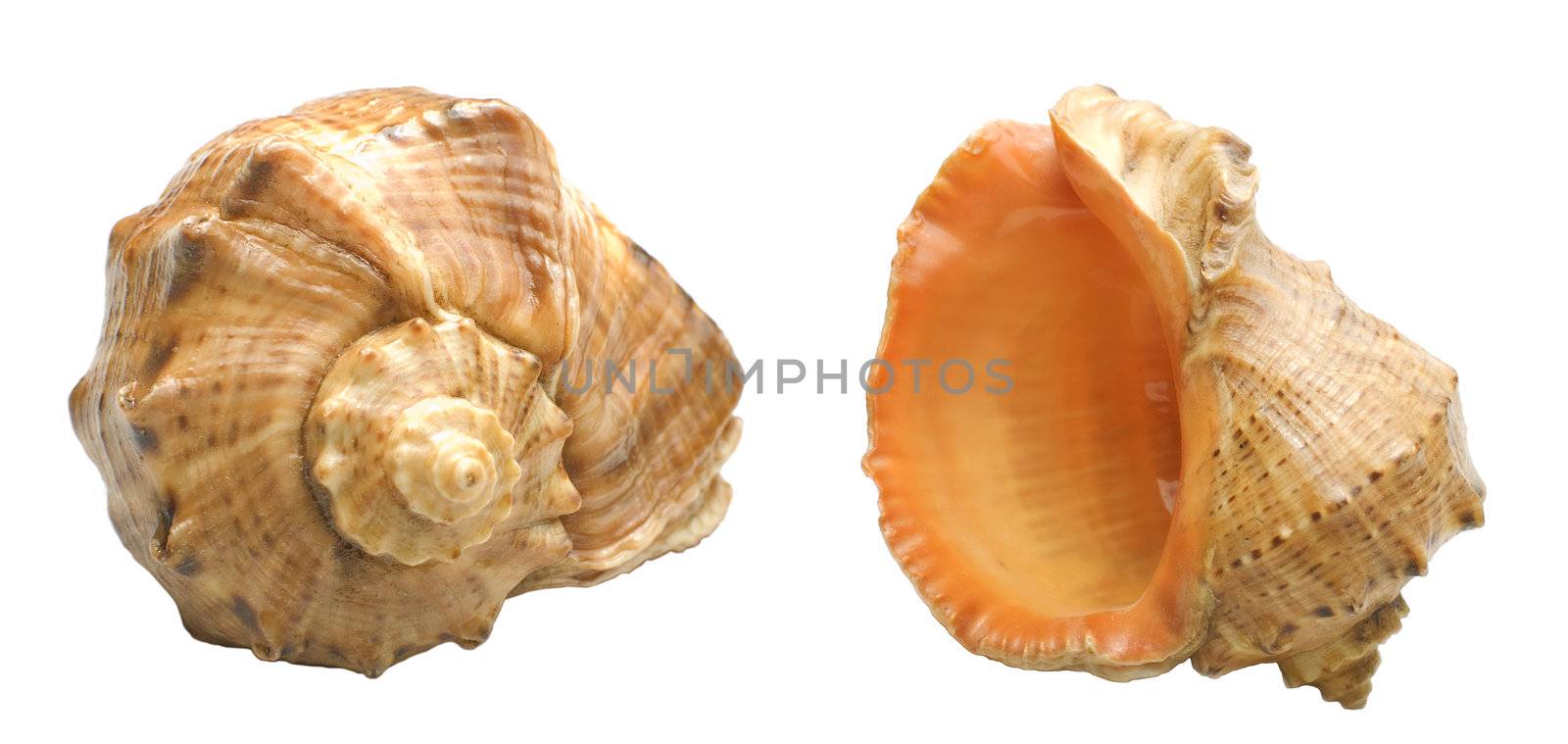Two points of view on empty decorative seashell isolated on white background