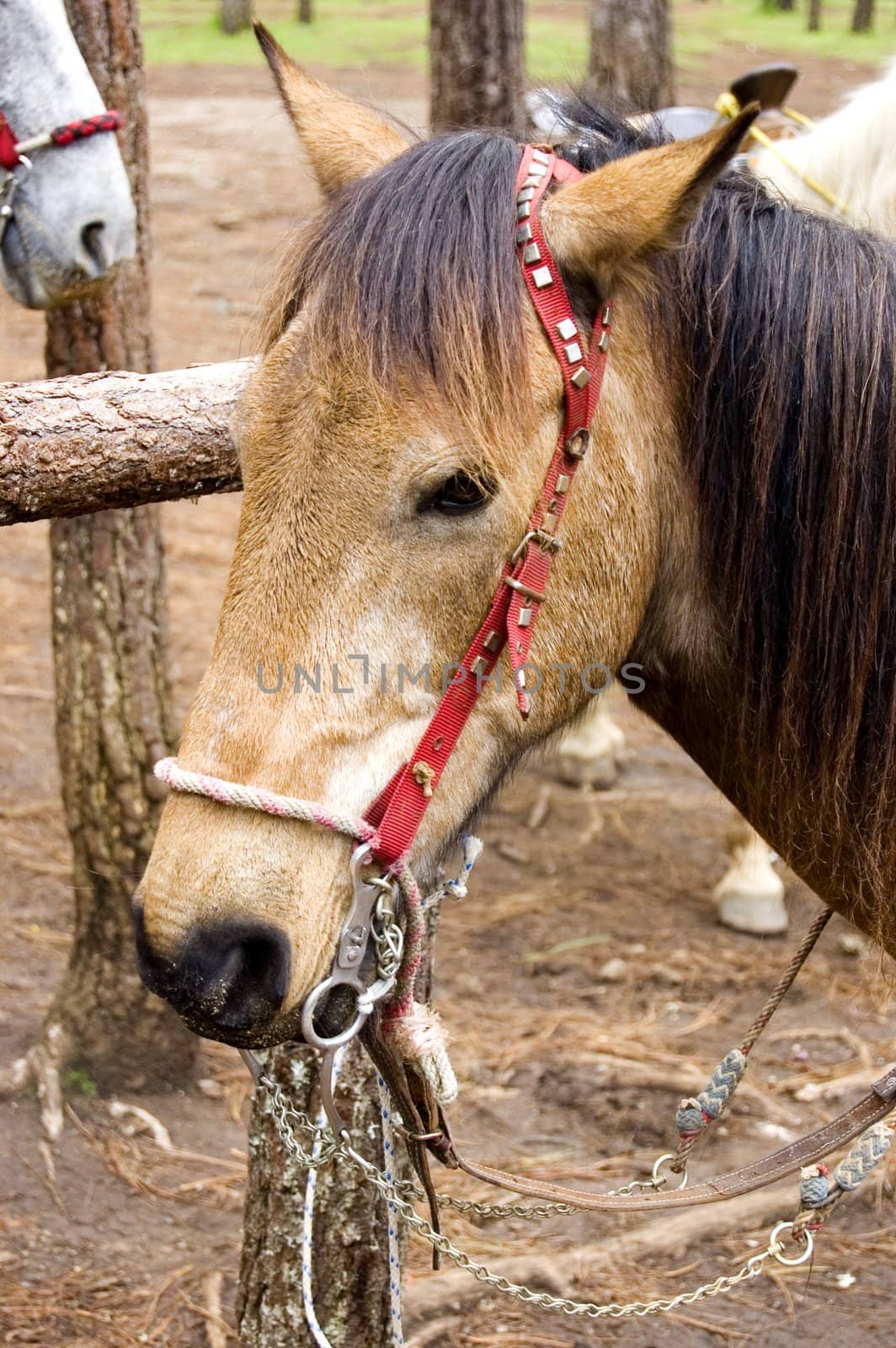 Brown Horse head in a park in Chiapas, Mexico