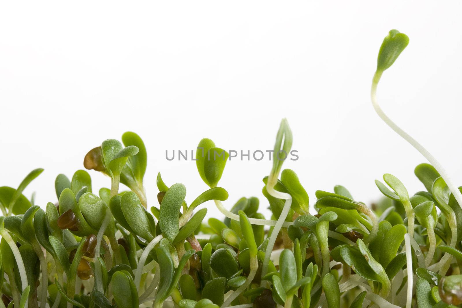 macro of alfalfa sprouts on white background