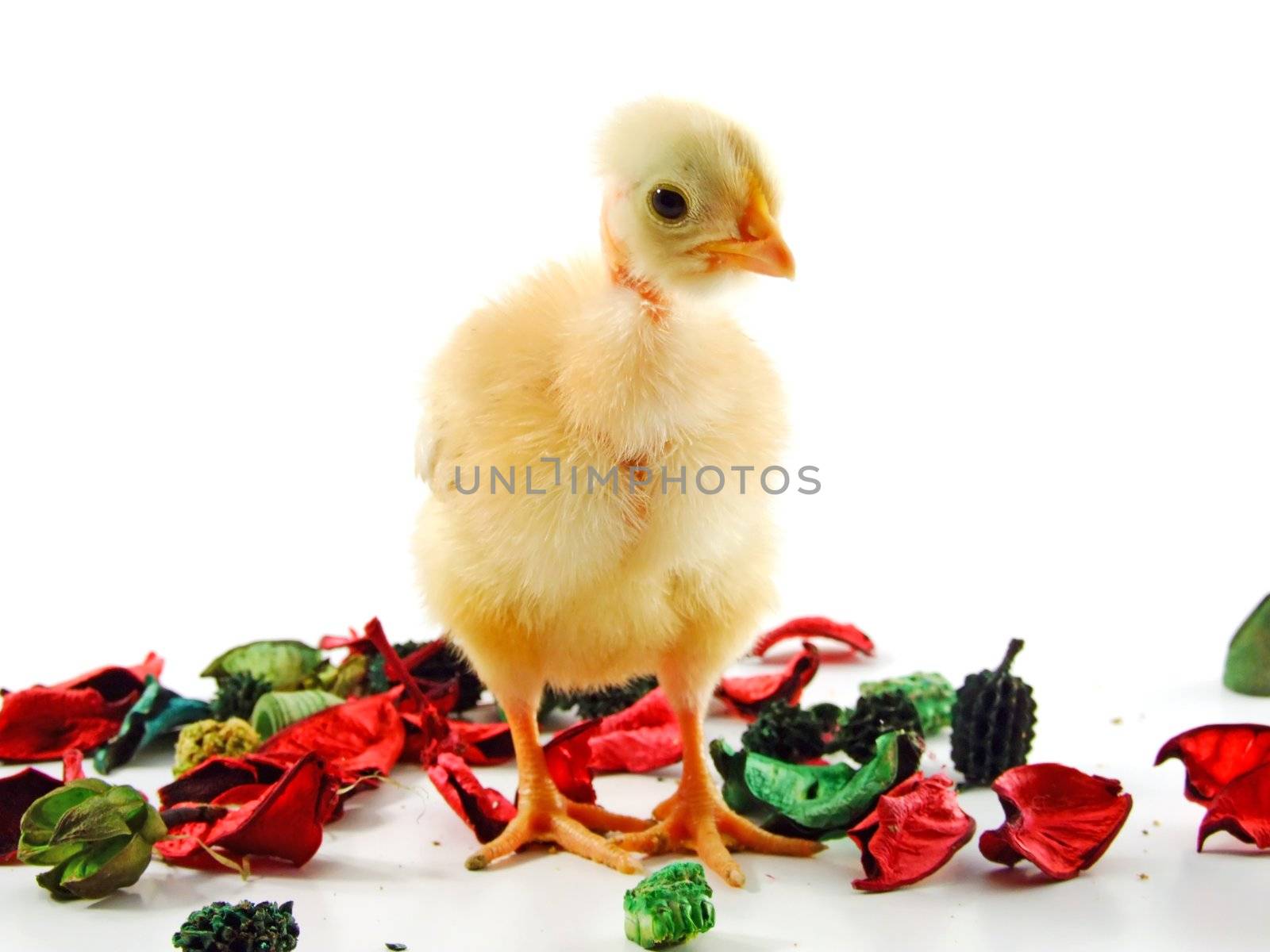 Baby chicken by PauloResende