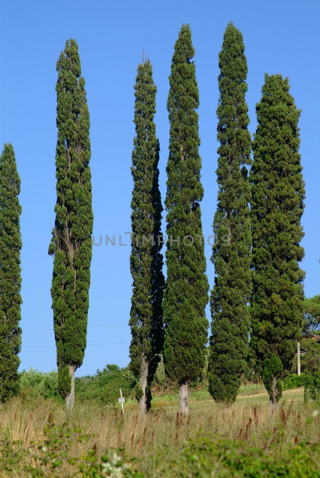 zypresse 6 | 6 cypresses  by fotofritz