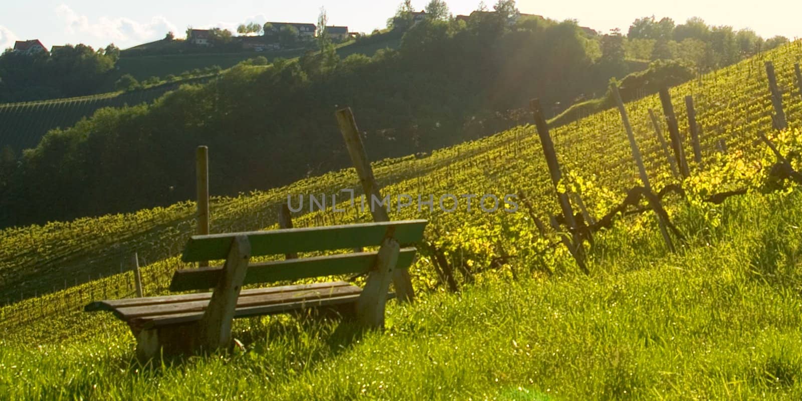 bench at a vineyard on romantic affection