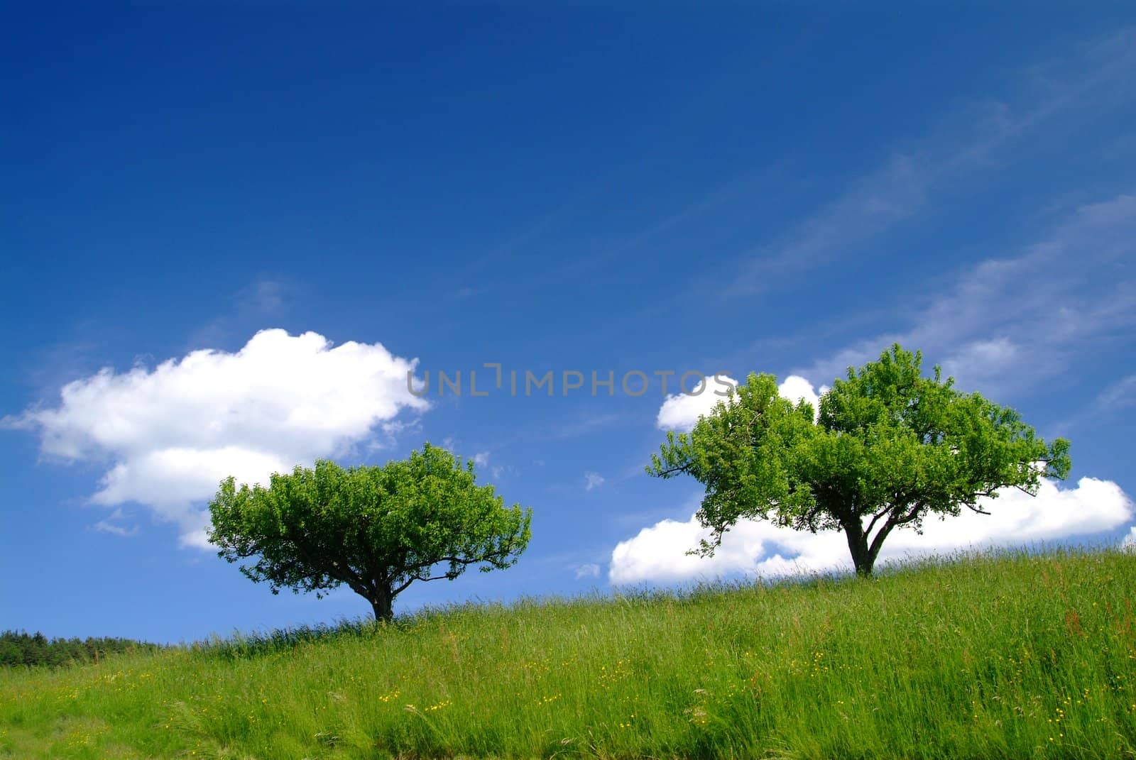 trees with clouds and blue sky