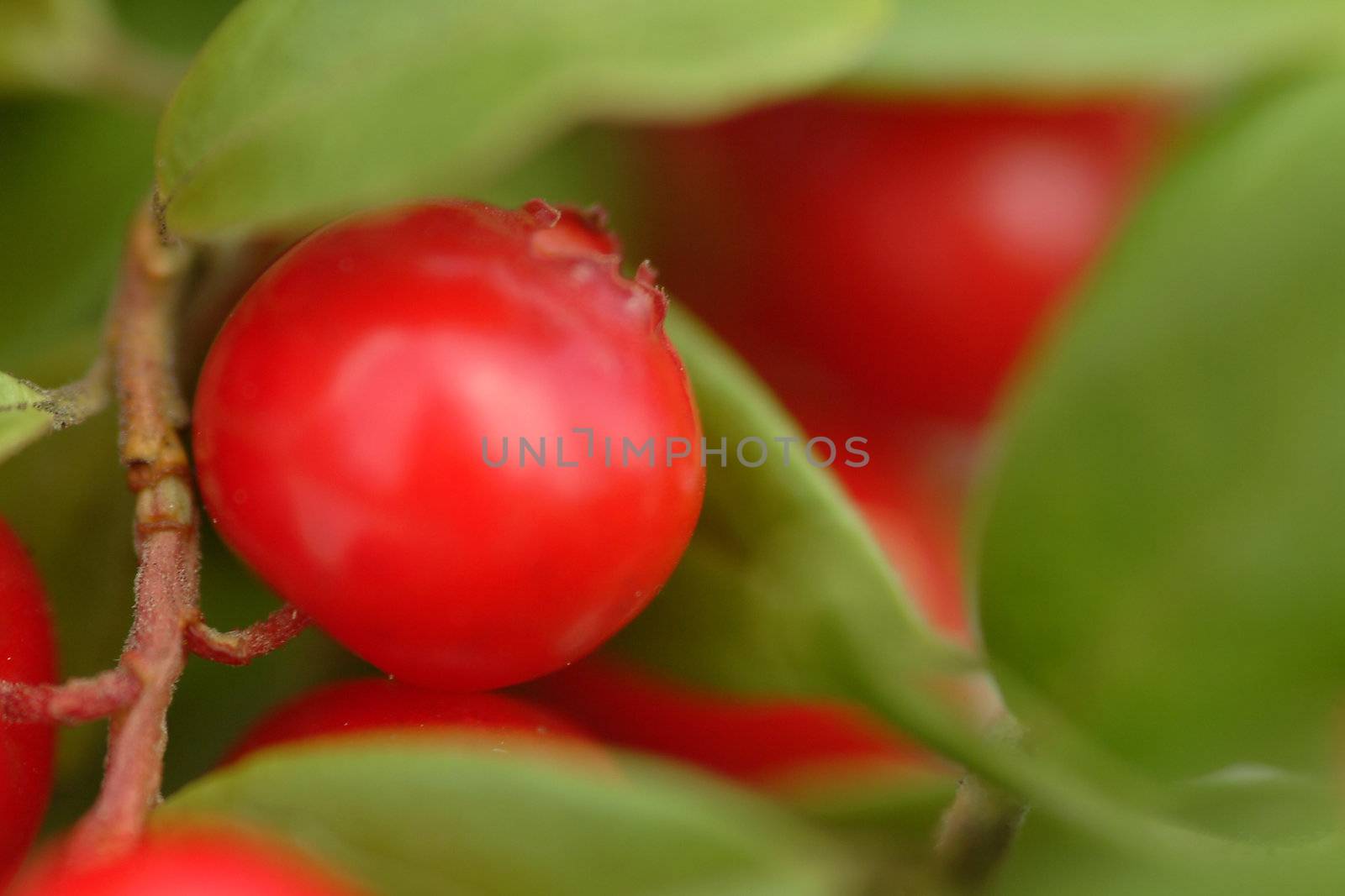 red berry with greenery