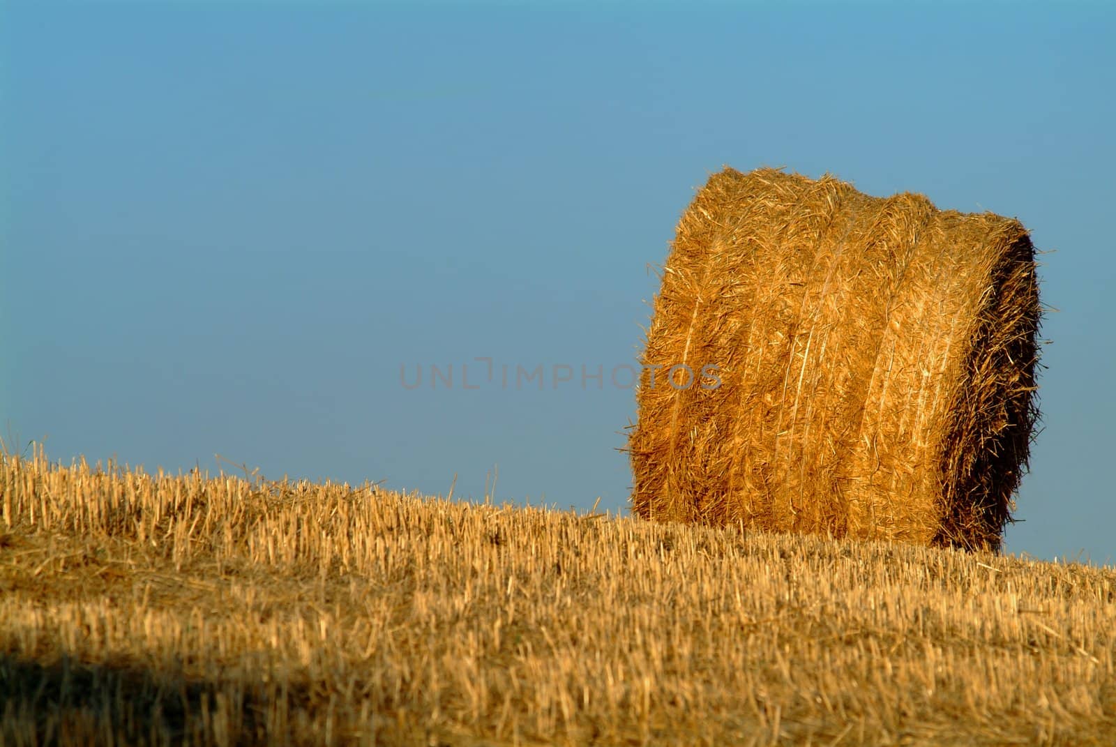four straw bales one tree in flied of wheat