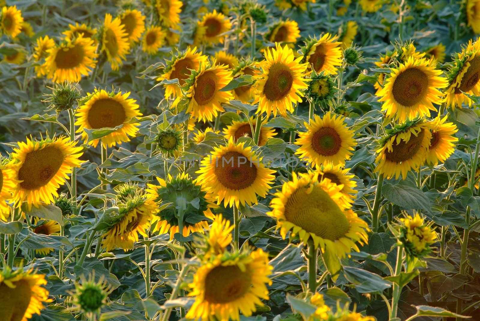Sonnenblume | sunflowers by fotofritz