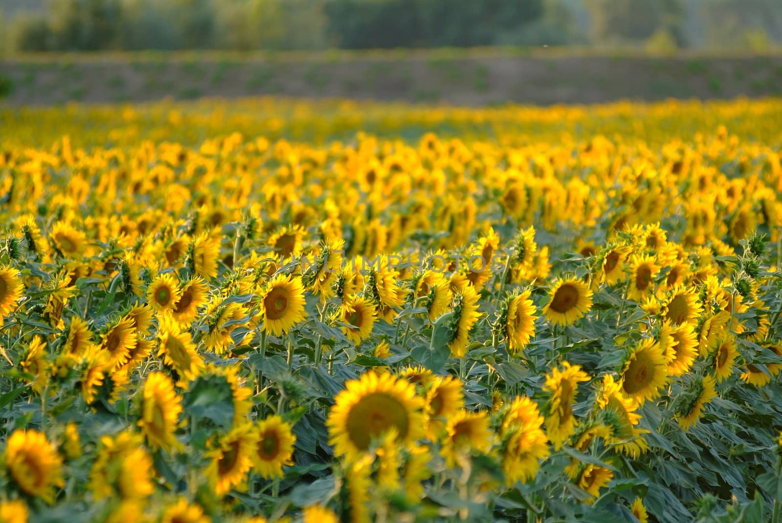 field of sunflowers and blue sky