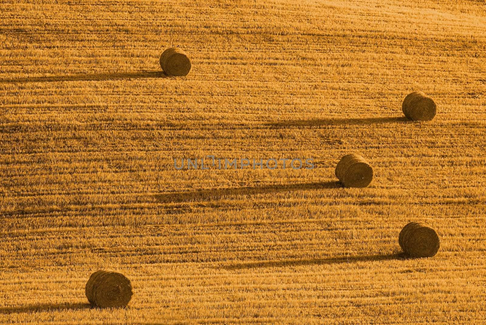four straw bales one tree in flied of wheat