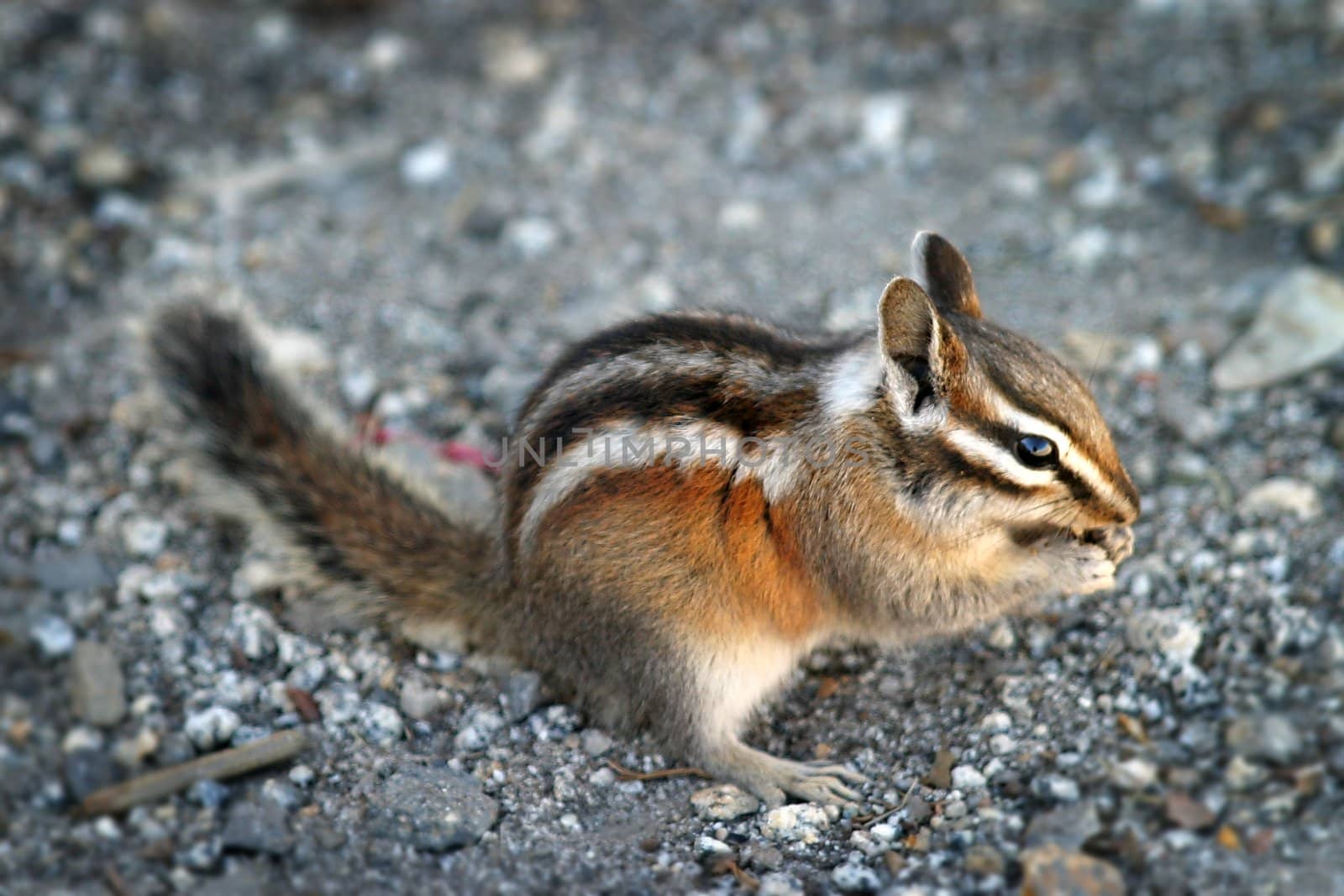 Image of an eating chipmunk in Yosemite National Park.