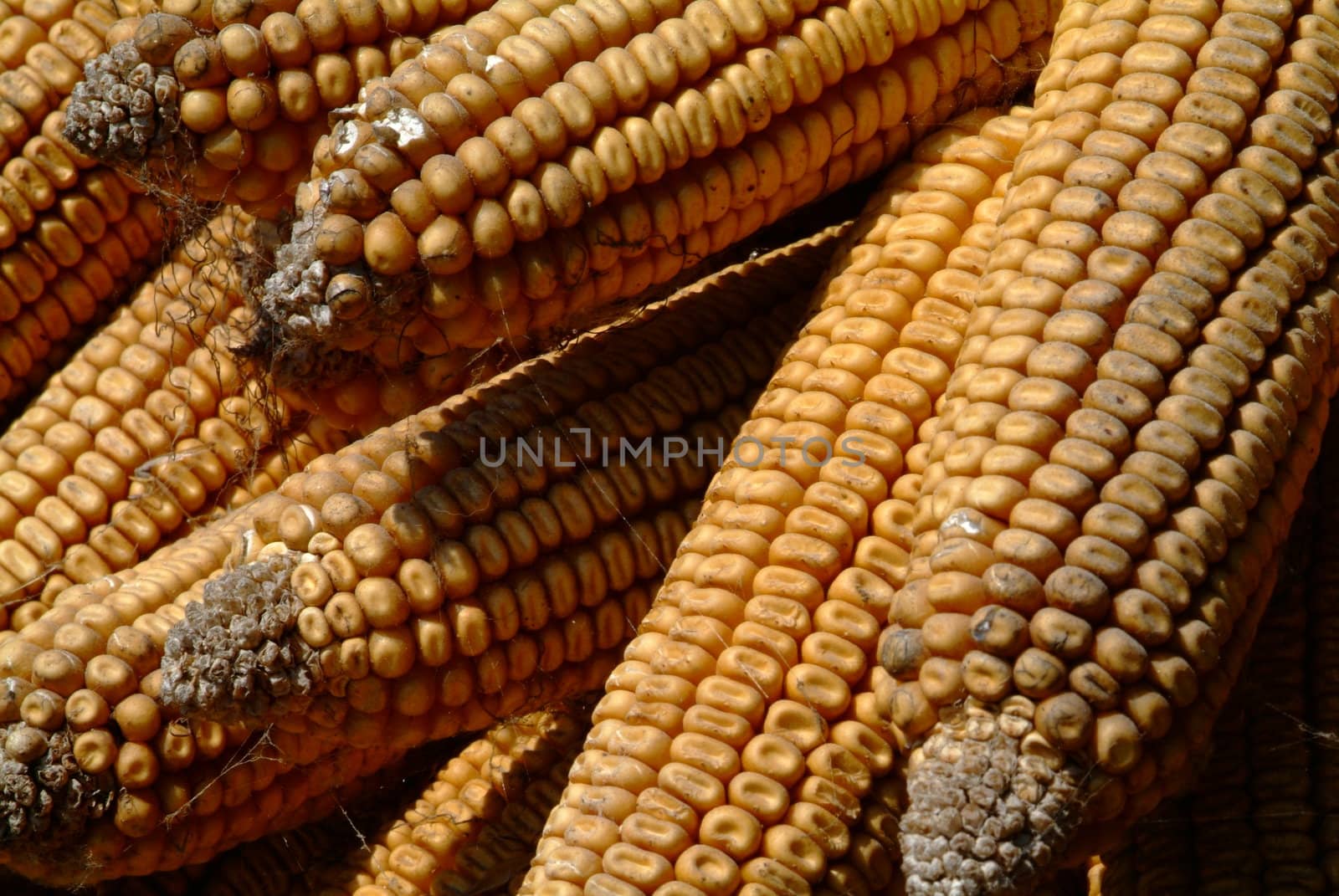 Maiskolben  | corncobs by fotofritz