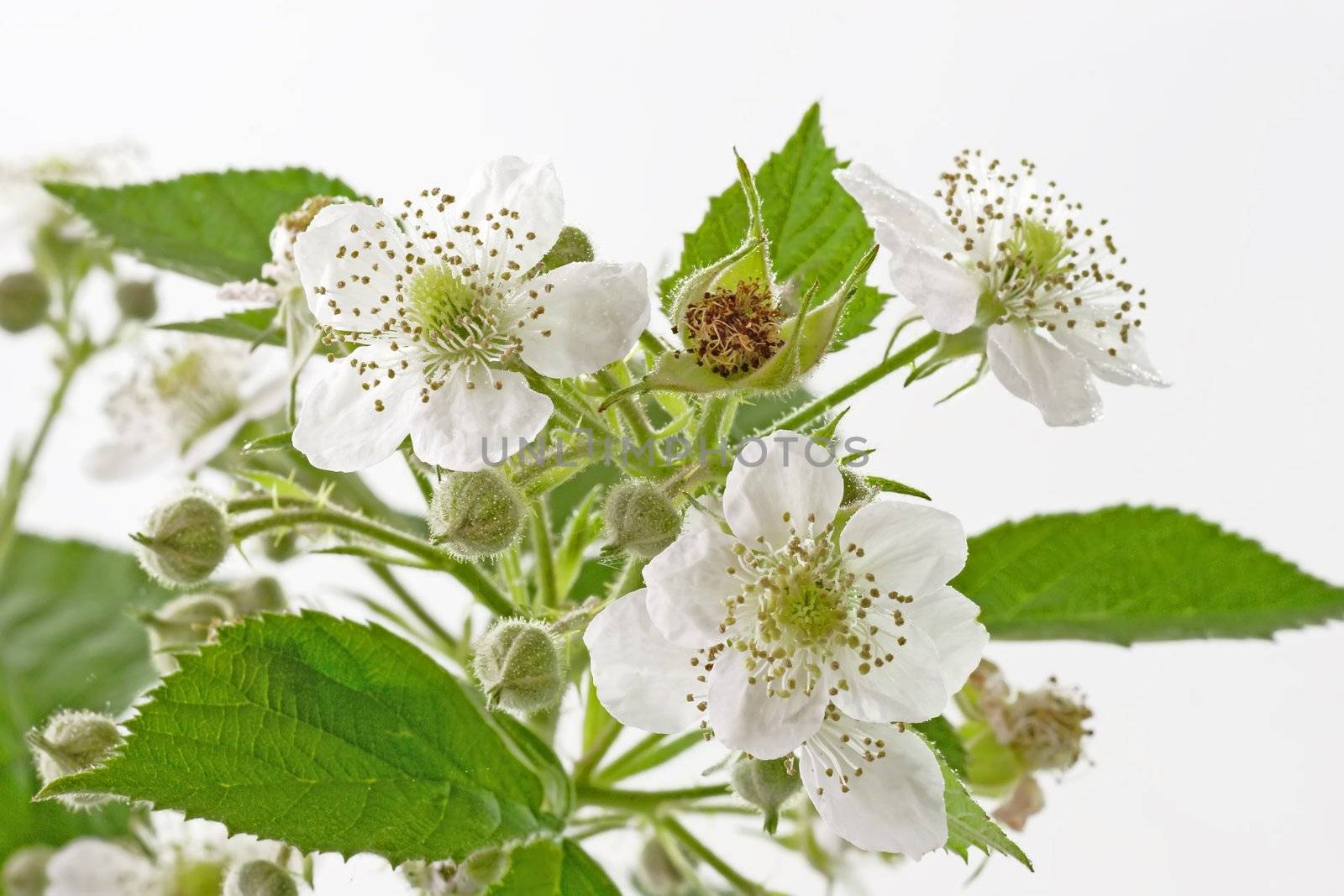 Blackberry blossoms and leaves on light background