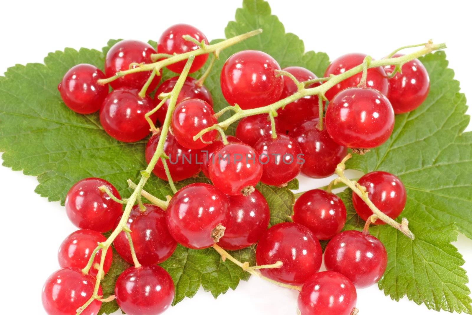 Close up of red currants on a leaf