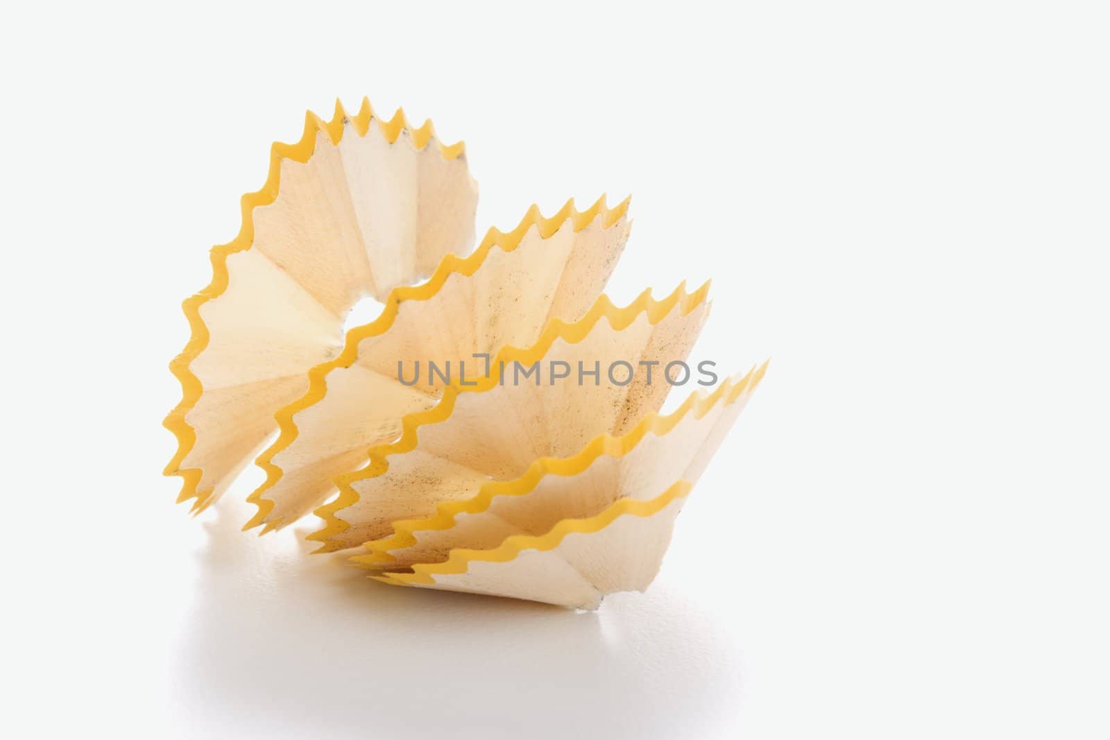 Close up of spiral pencil shavings.