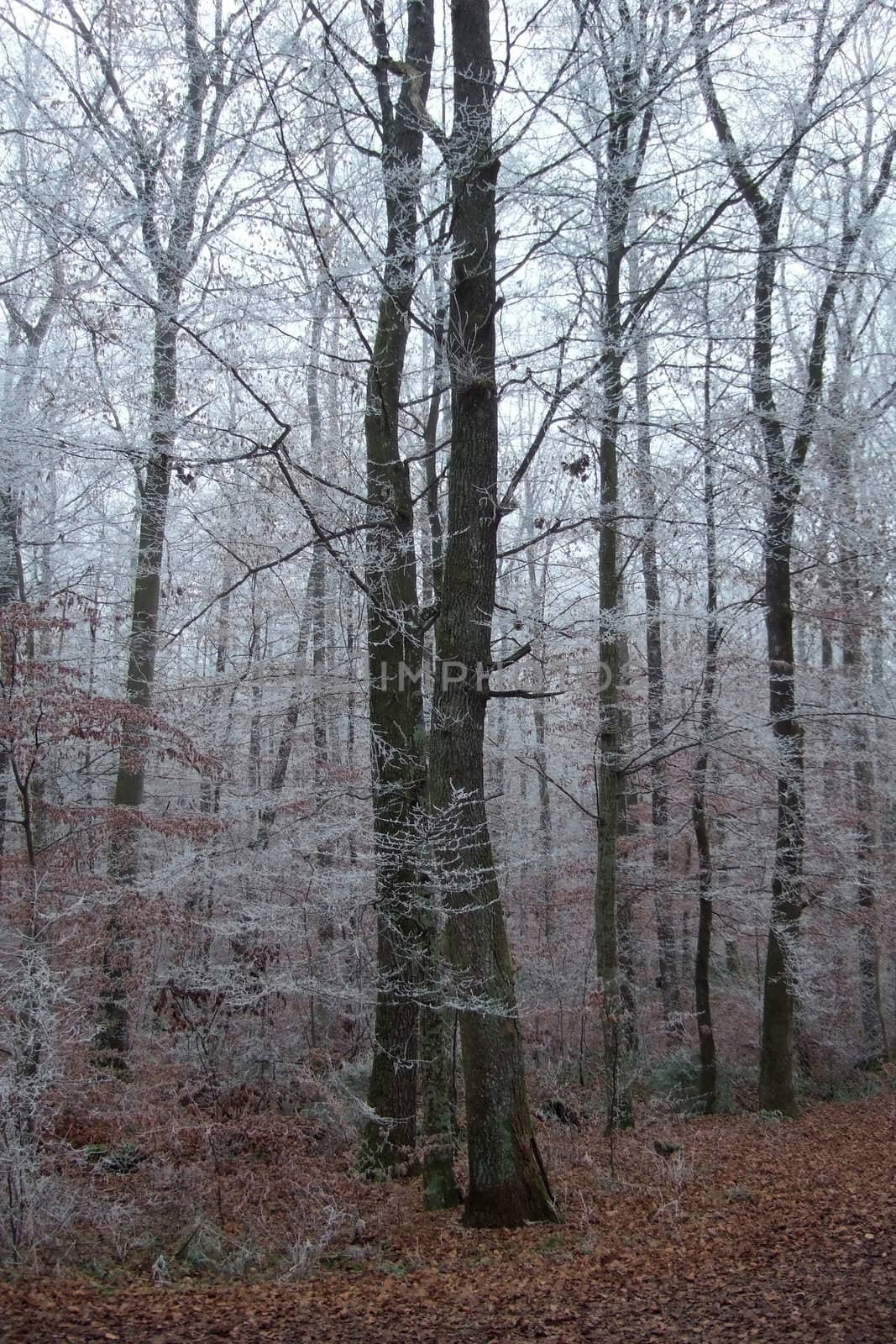 Trees in winter by ystock