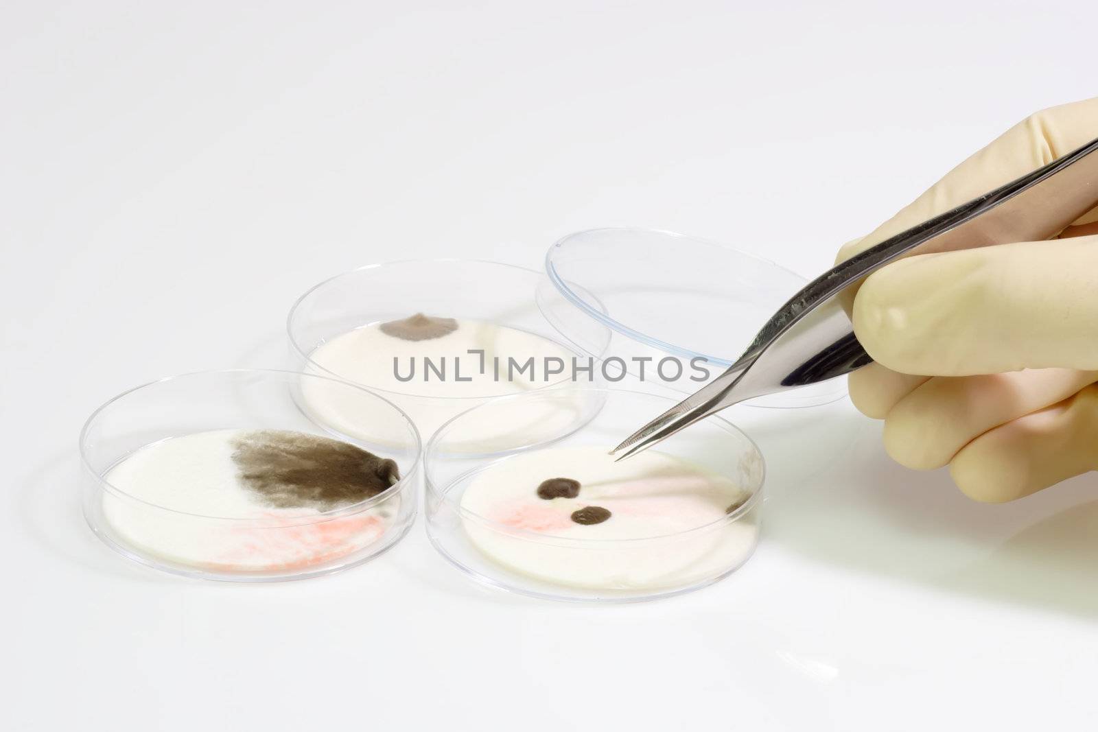 Petri dishes with syringe with sample
