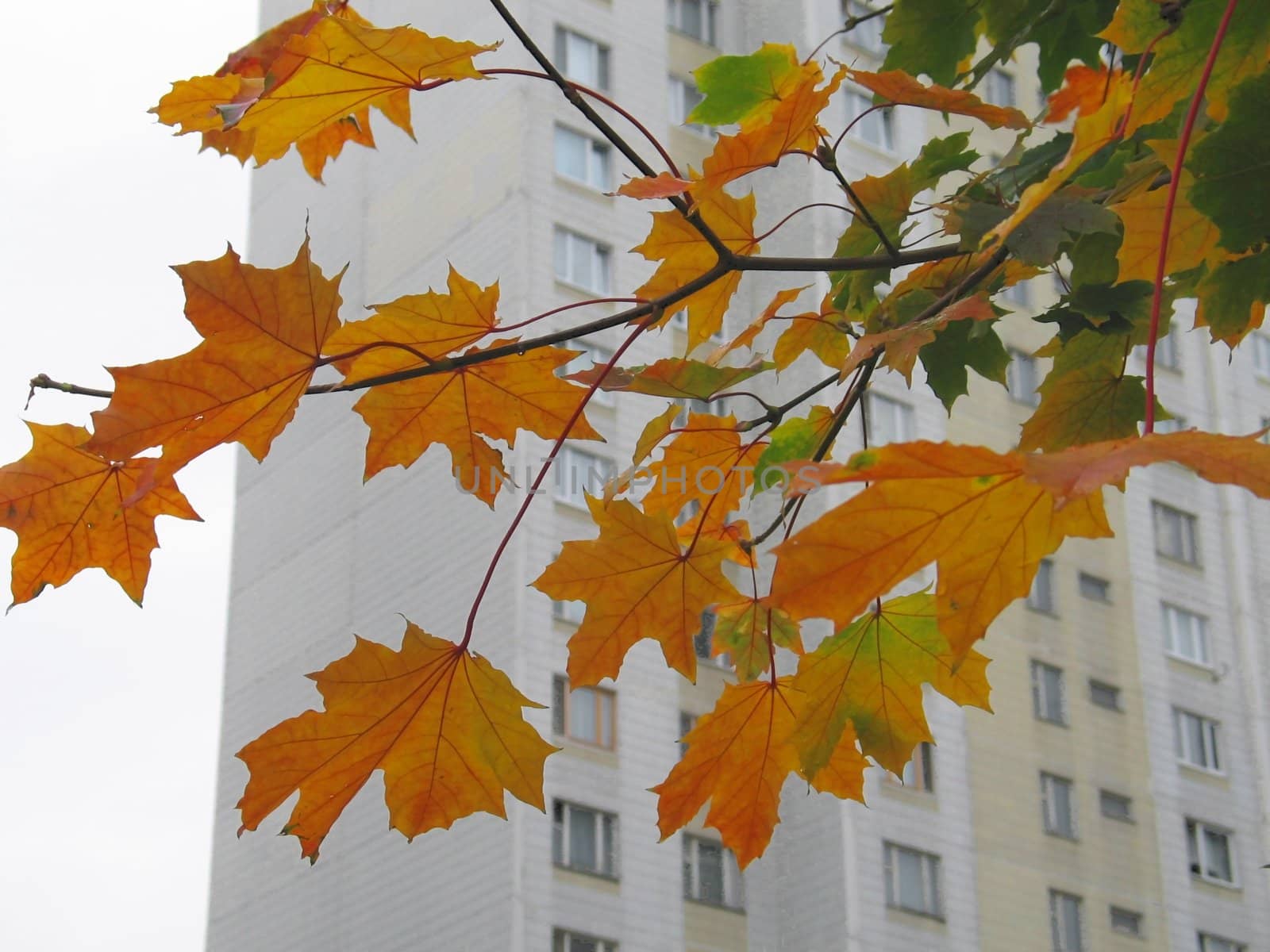 Autumn in a city by Stabivalen