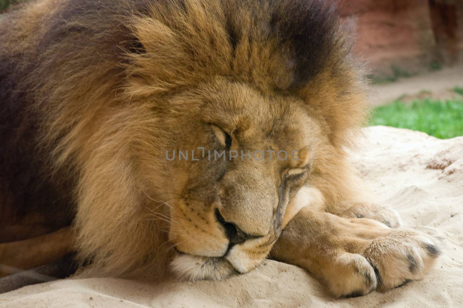 Closeup of the Lion is sleeping on the sand
