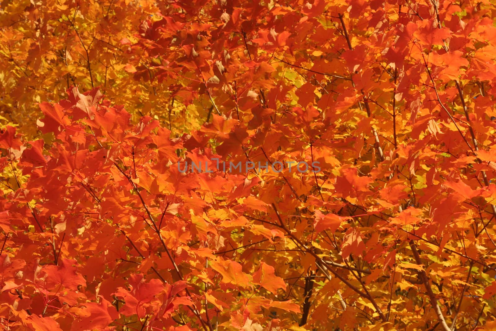 A closeup of a bright orange maple tree.