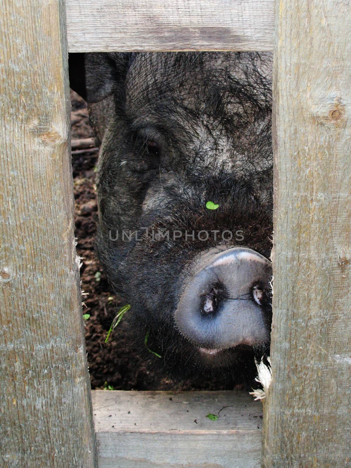 Wild boar mug in zoo Saint-Petersburg Russia