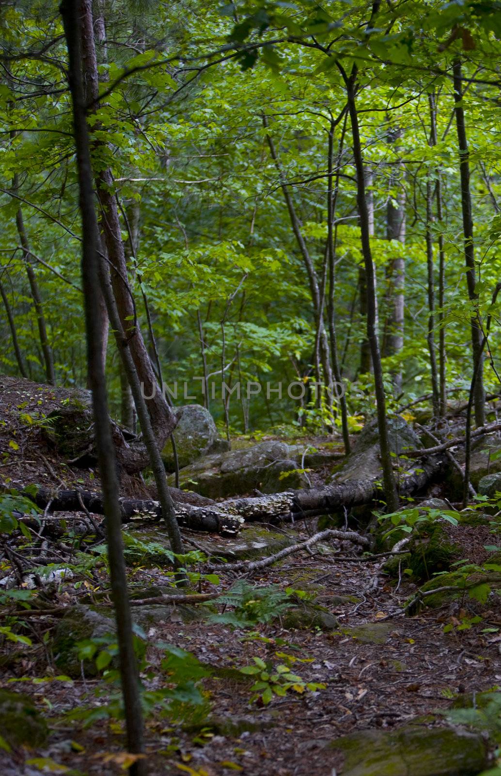 A cool forest scene in the North woods of Minnesota