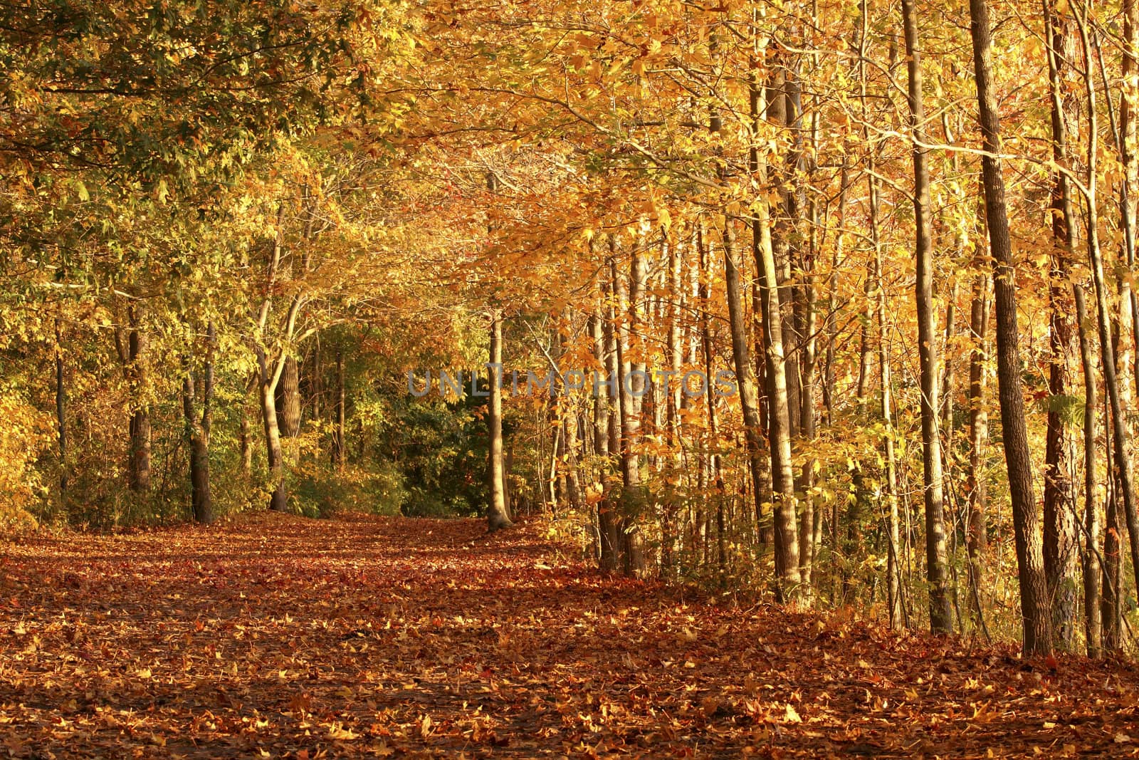 a picture of sunlight falling on a fall trail as a man runs