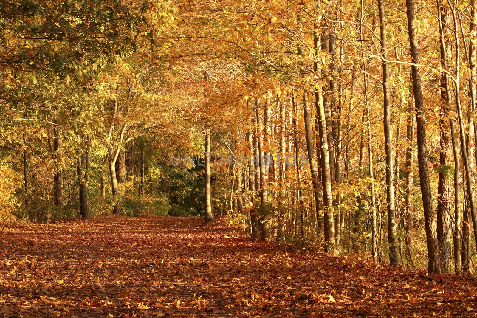 a picture of sunlight falling on a fall trail as a man runs