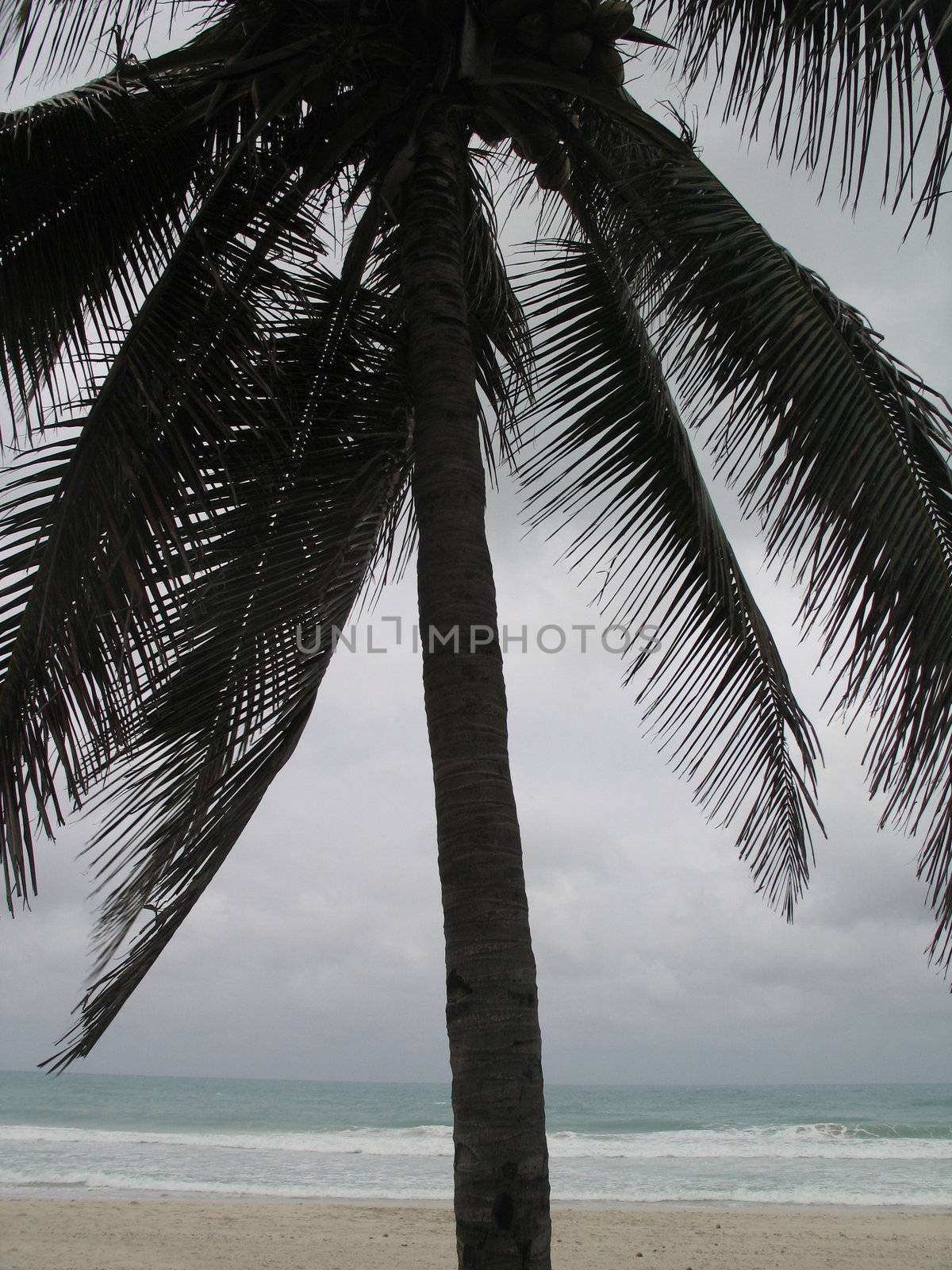 palm tree on the beach by mmm