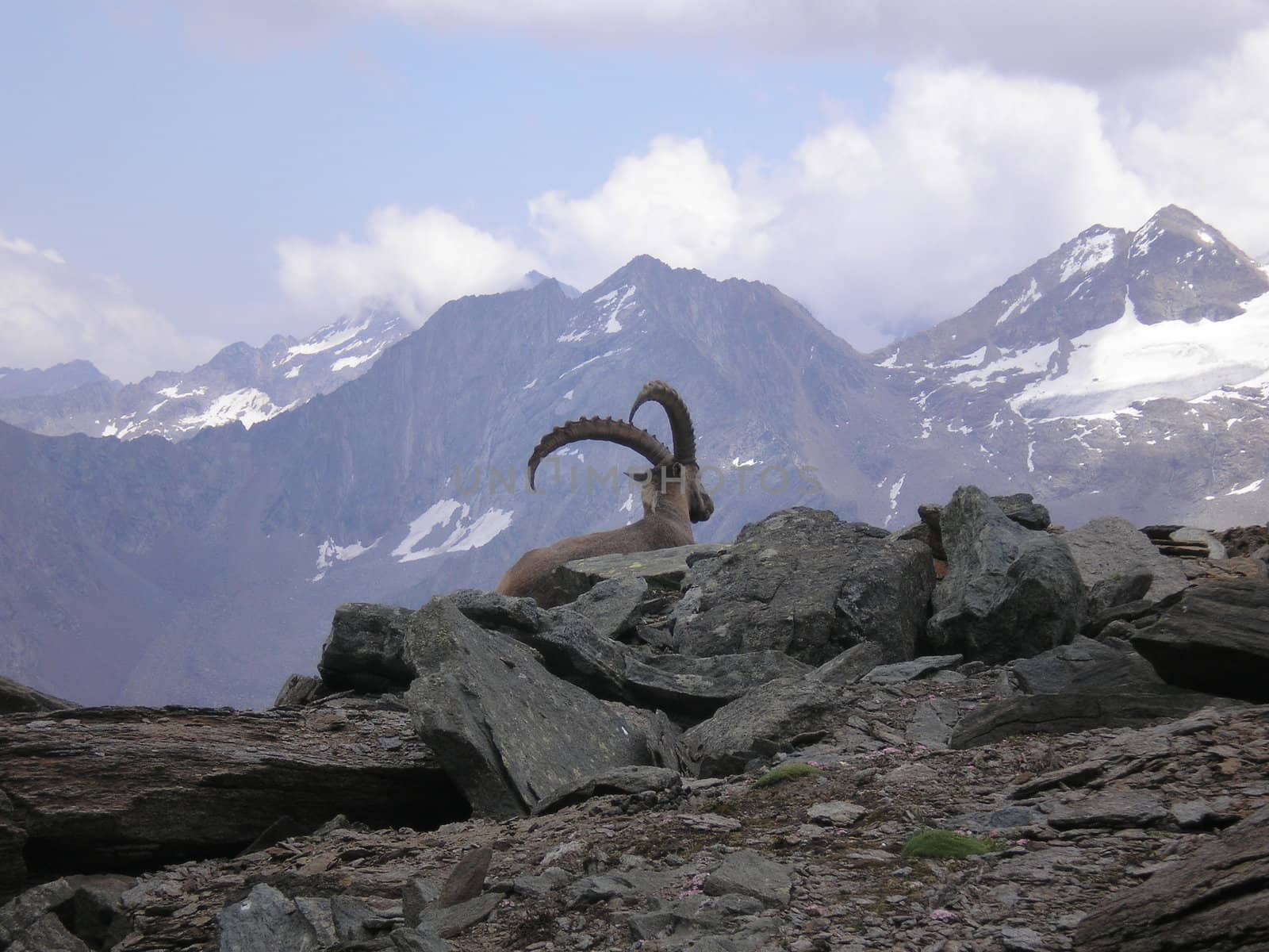 ibex in gran paradiso national park