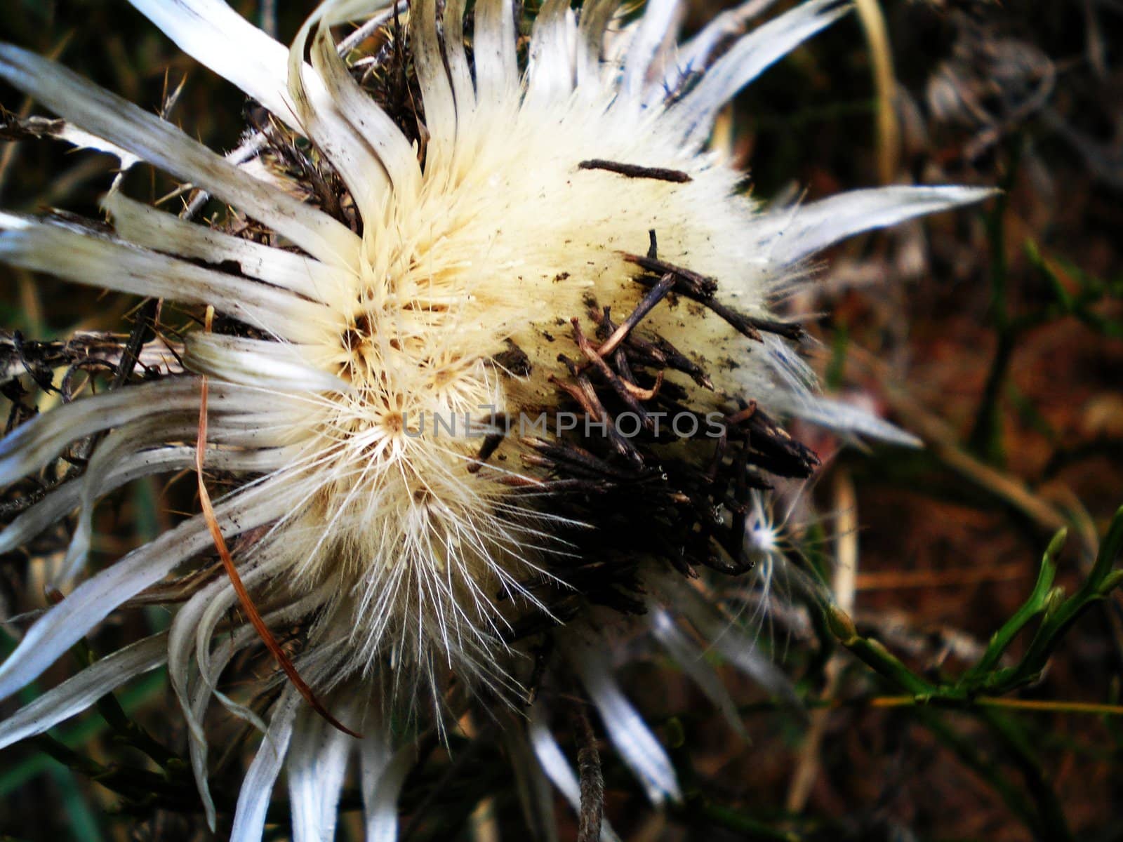 a dry wild thistle in autumn
