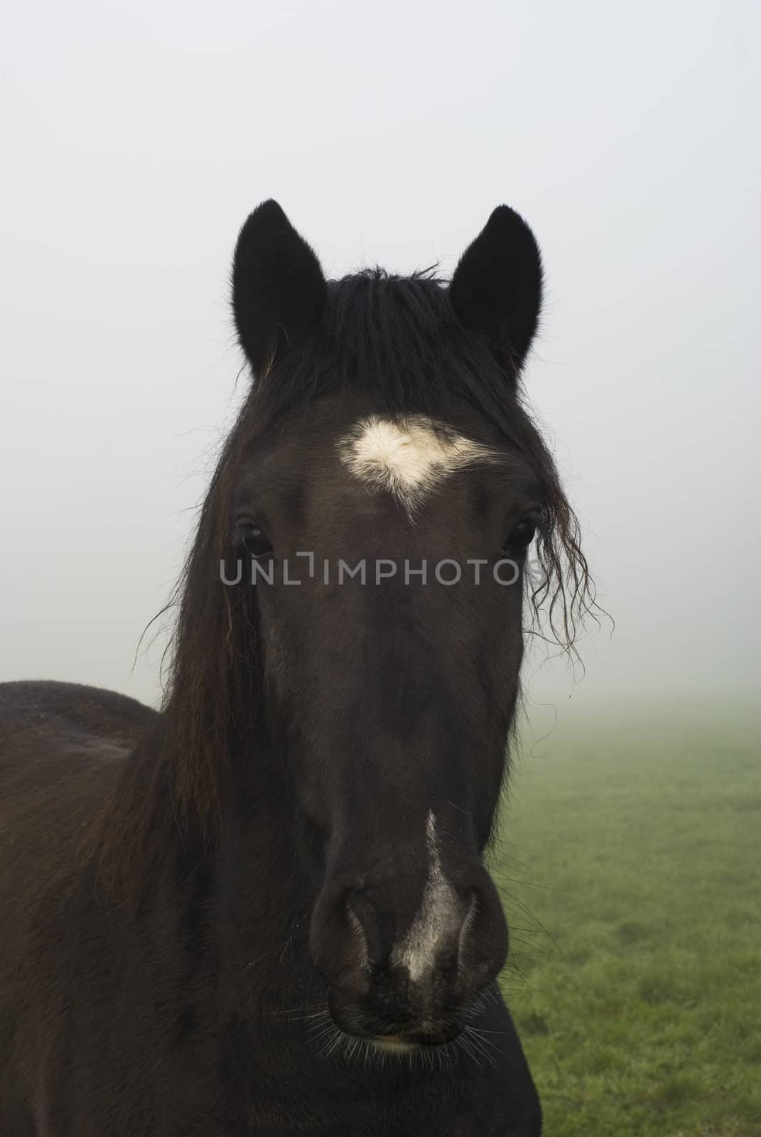 Portrait of a dark brown horse standing in a meadow on a misty morning.