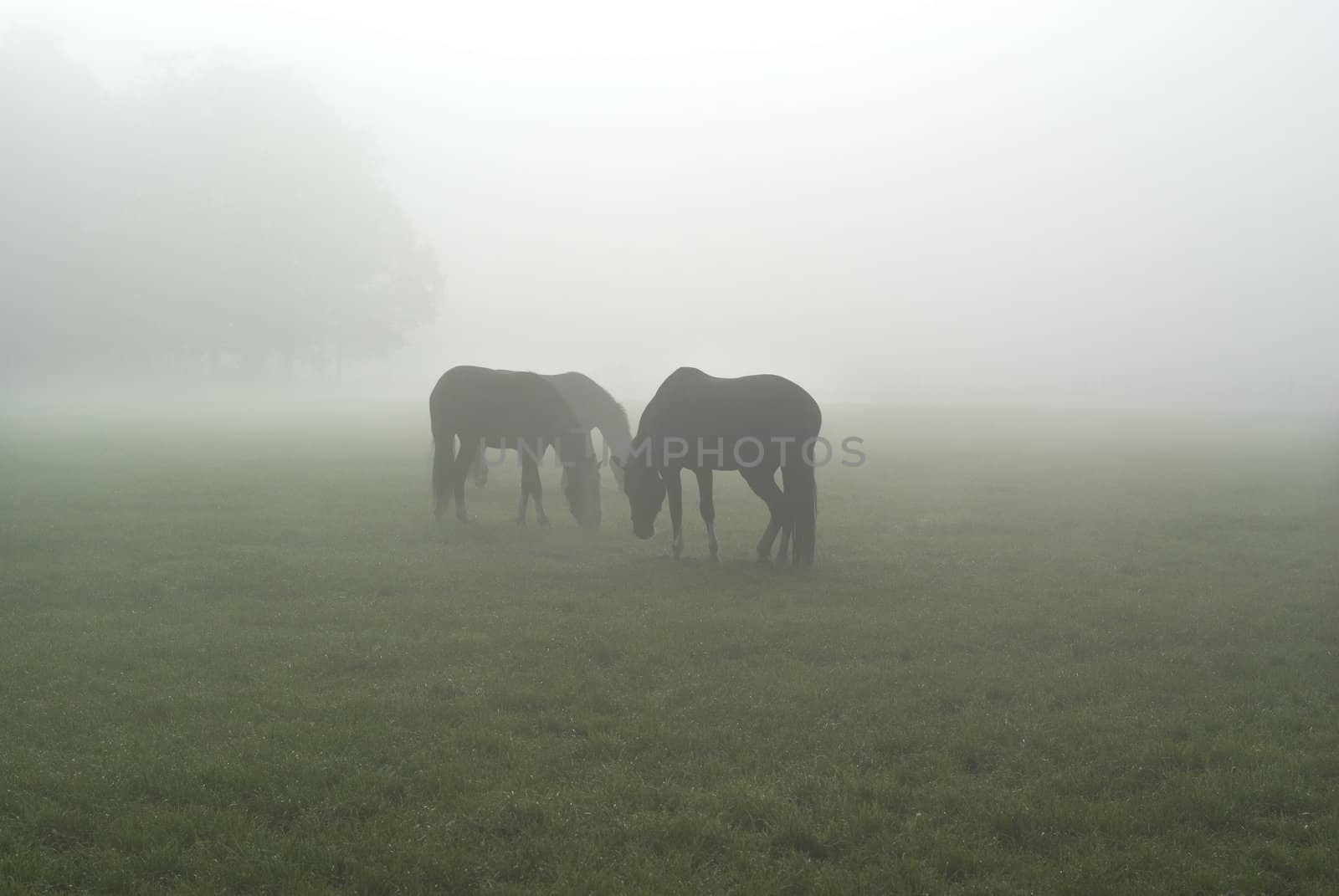 Horses on a misty morning. by SasPartout