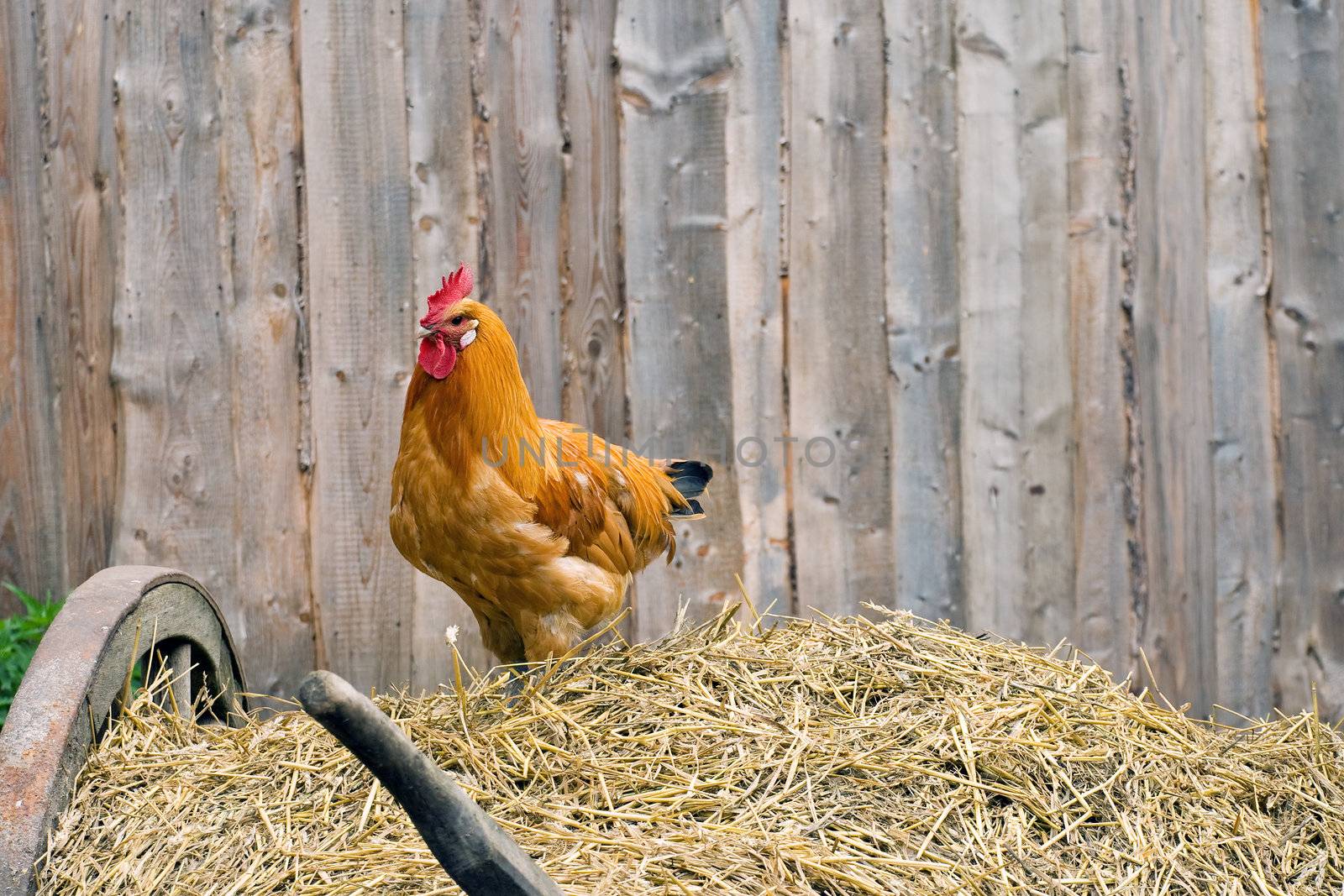 Rooster on the cart with straw near a wooden fence