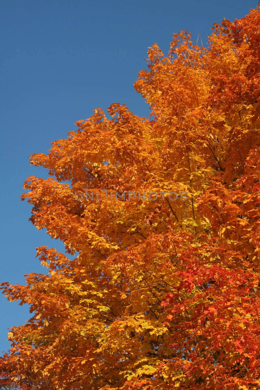 Bright Orange Maple Tree
 by ca2hill