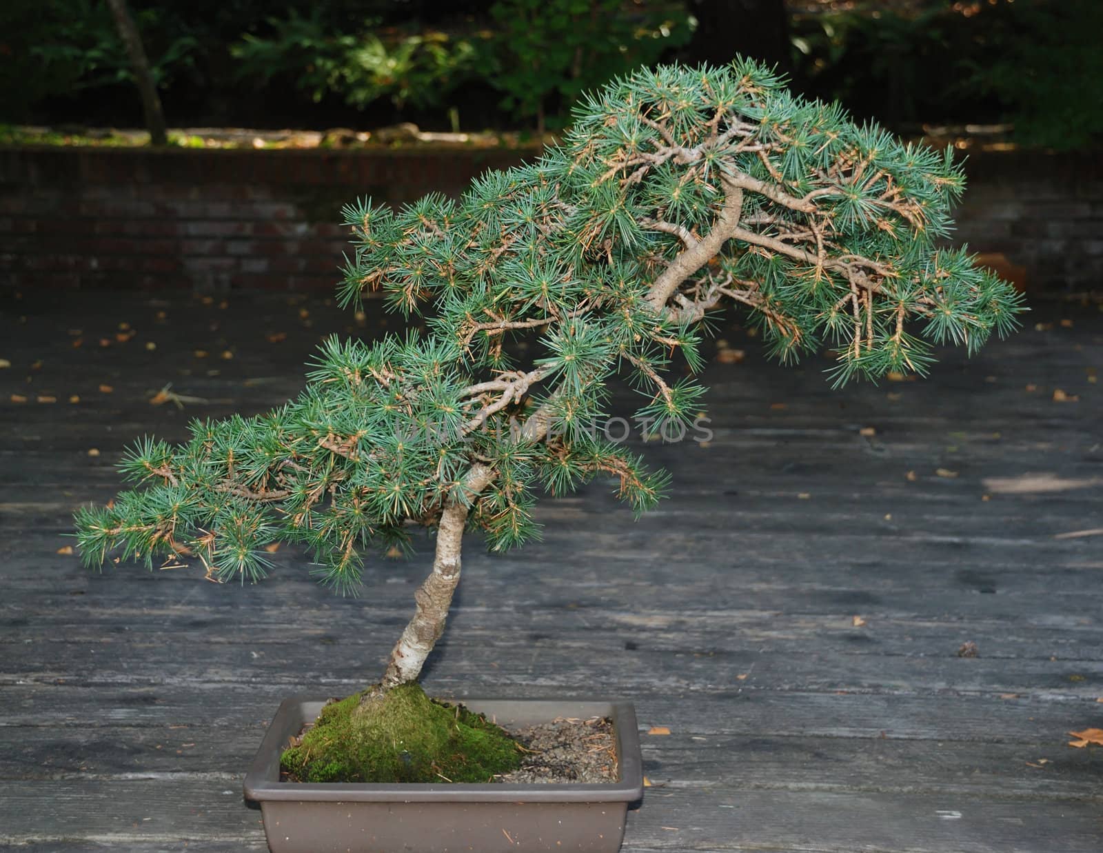 a bonsai coniferous tree in a pot outside