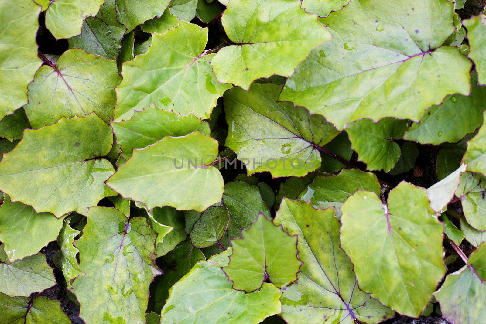 The pattern formed by leaves coltsfoot on a ground