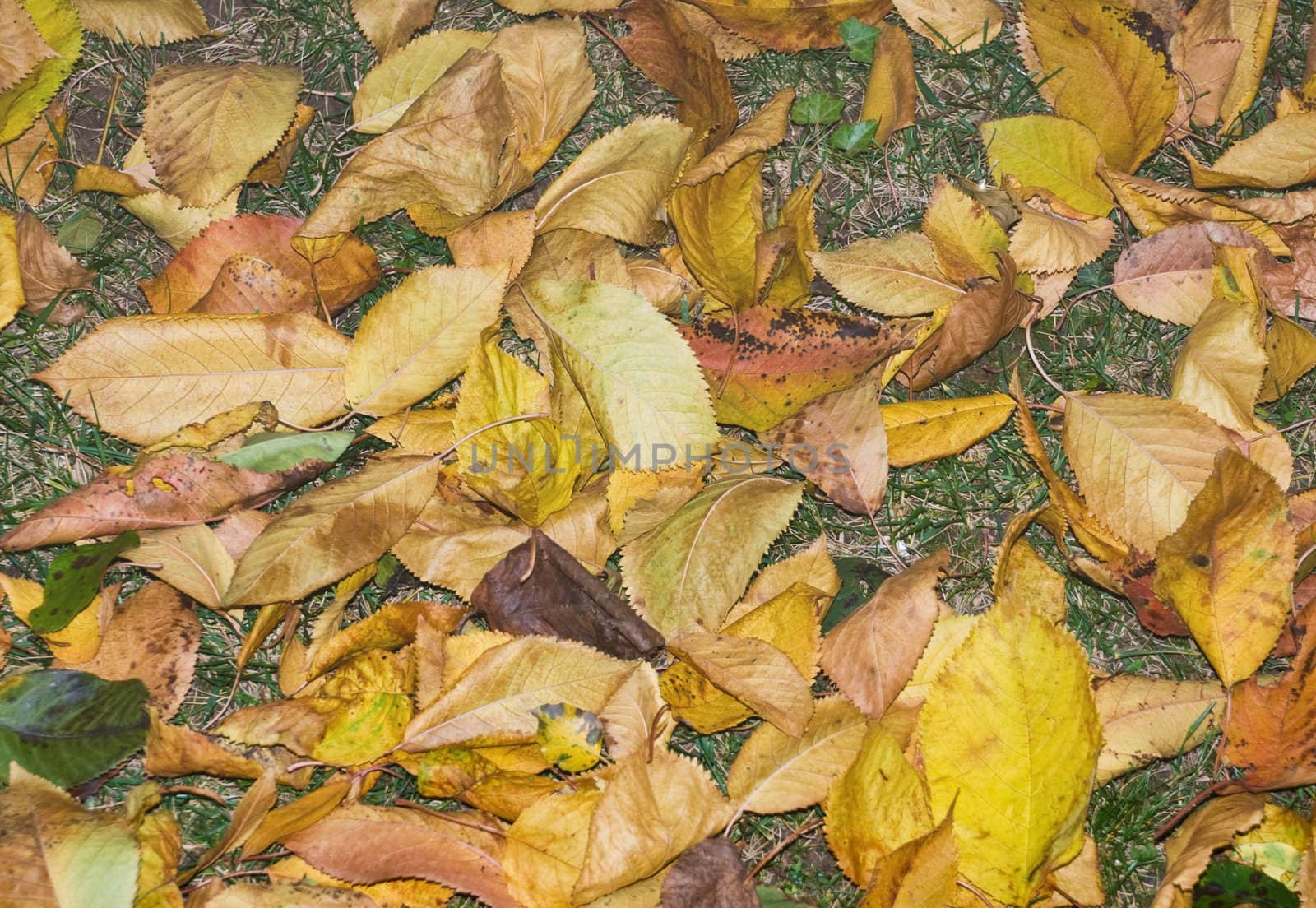 dry leaves spread over grass in november 