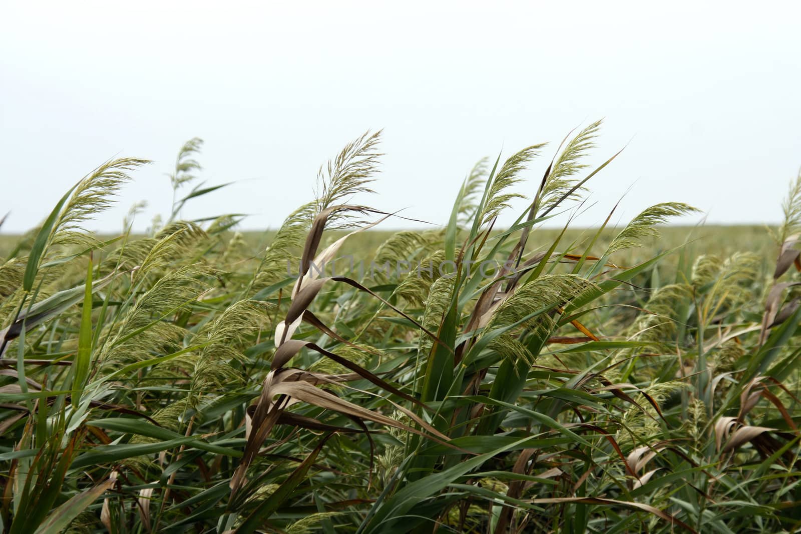 Sea Oats on the coast of China within the Chongming Island Wildlife preserve