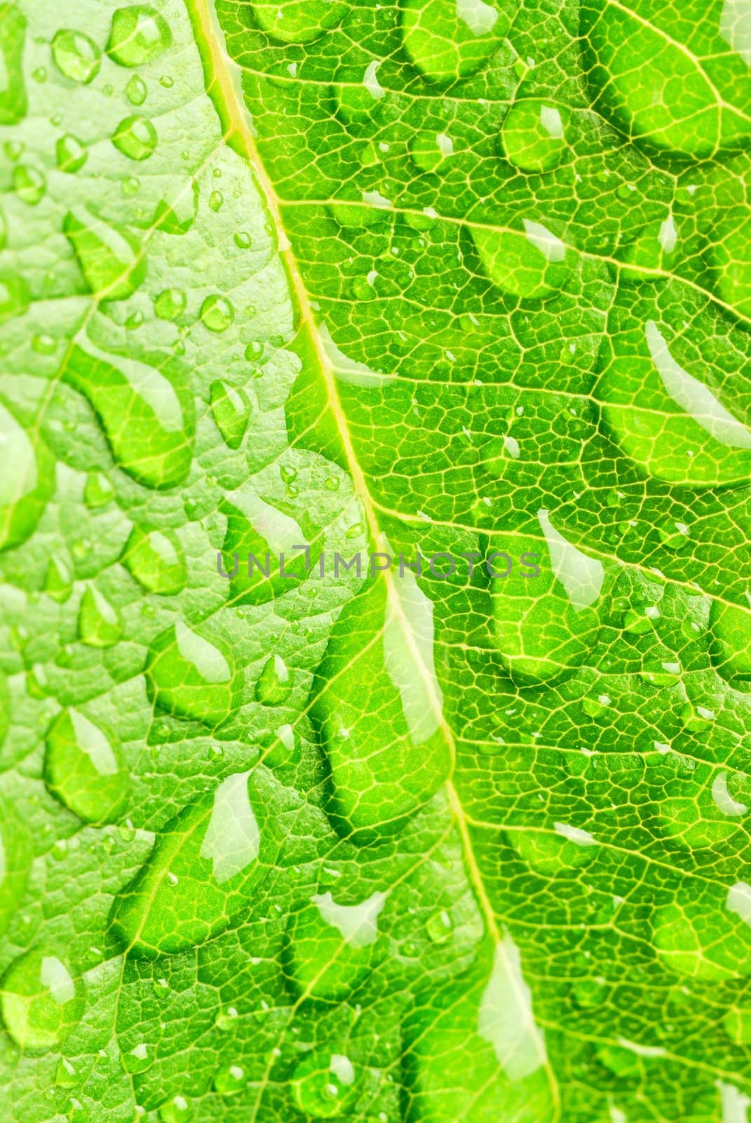 Green leaf and raindrops