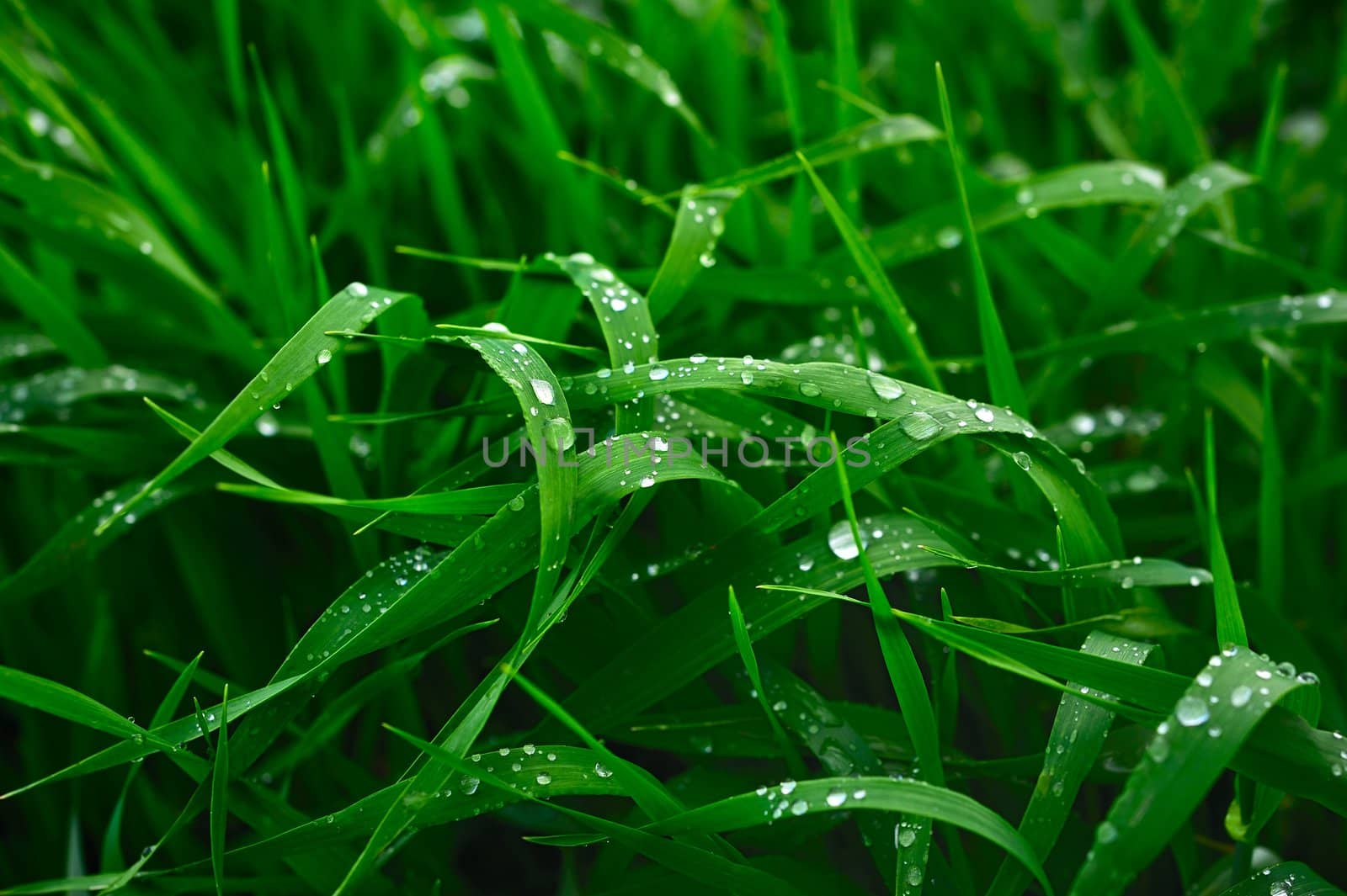 Green grass with drops of water after a rain