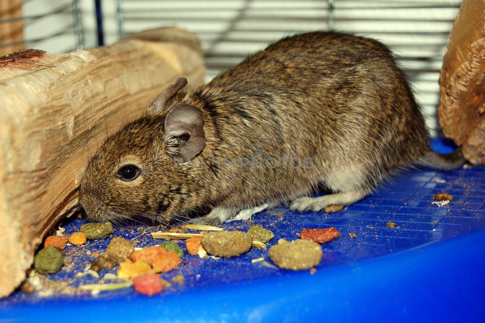 degu eating