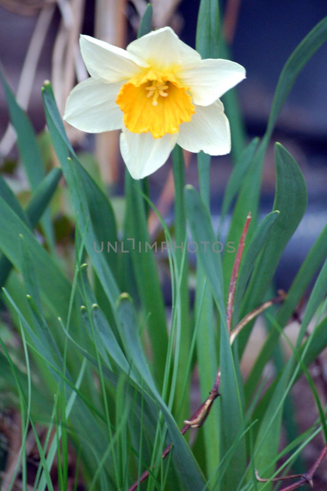 daffodil by mojly