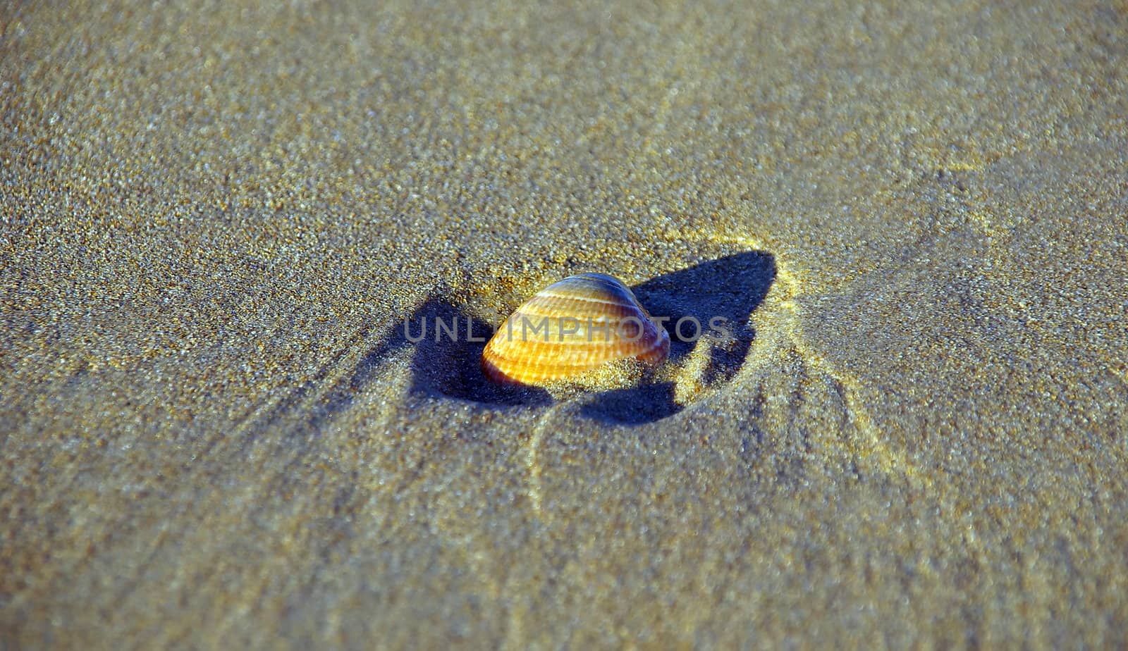 shell by FotoFrank