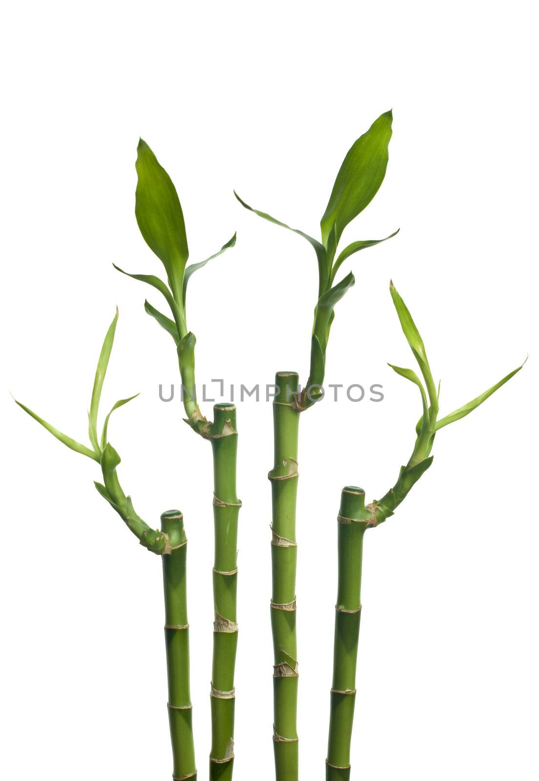 Bamboo by homydesign