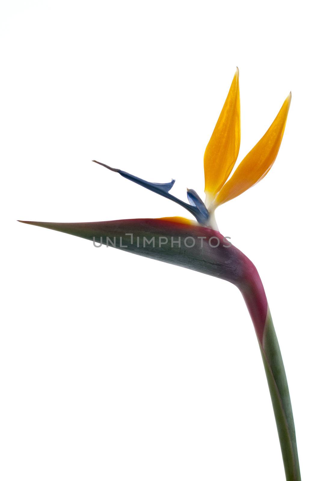 Bird of paradise flower (Strelitzia reginae) isolated on white b by homydesign