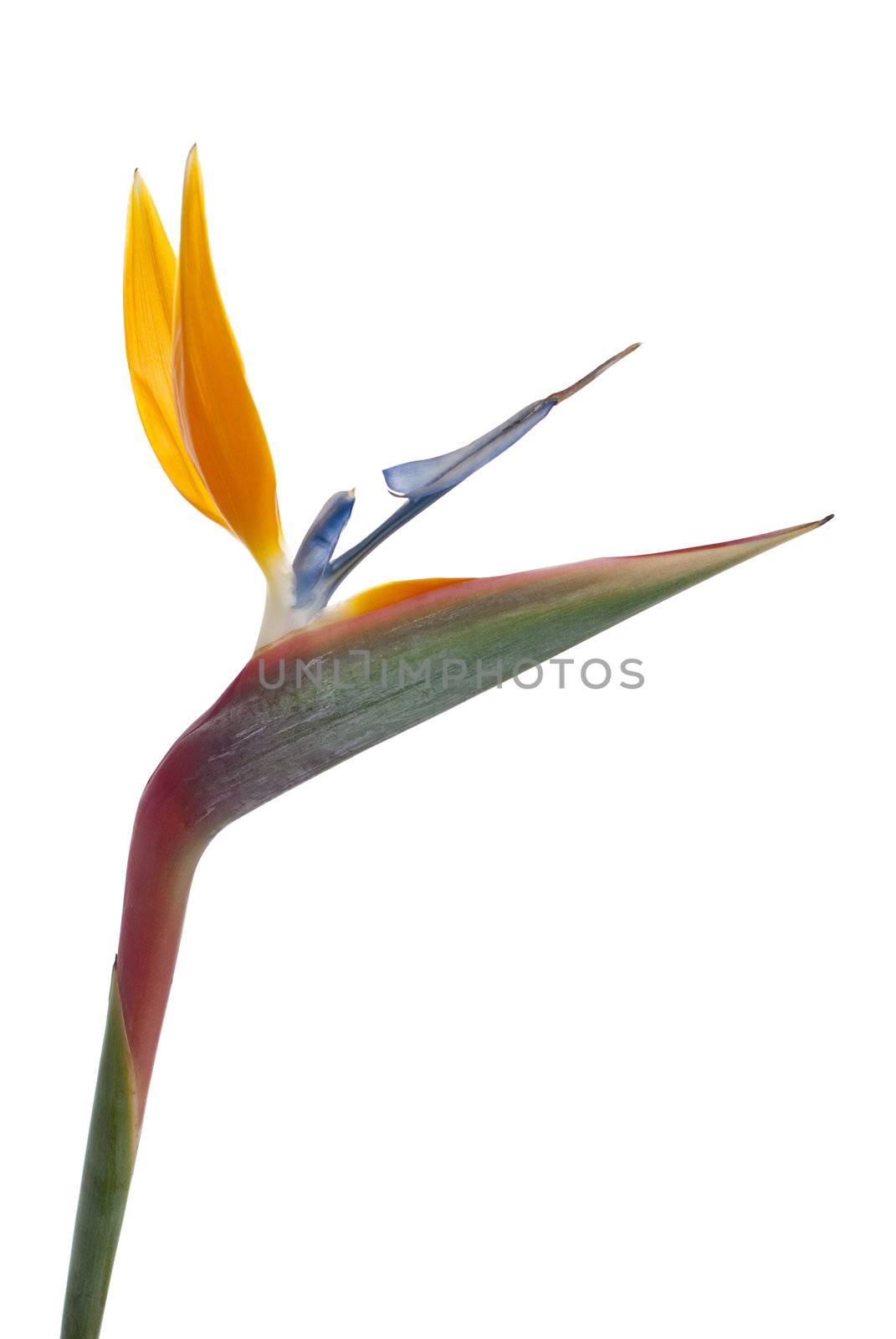 Bird of paradise flower (Strelitzia reginae) isolated on white b by homydesign