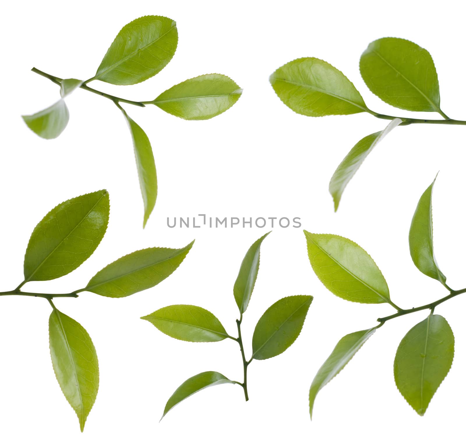 Camelia leafs isolated on white background.