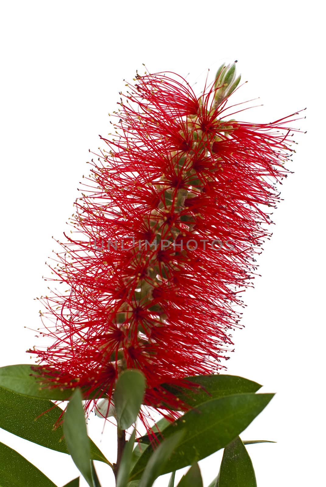 Red bottle-brush tree branch isolated on white background.