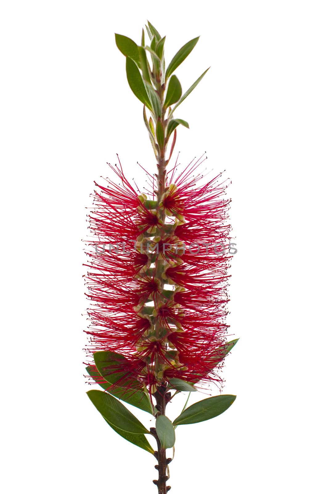 Red bottle-brush tree branch isolated on white background.